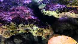 Video Pinselalgen von African Lake (4raz6iTOMVQ)