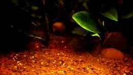 Video little dark african von die Perle... (4uFBVmMOT8s)