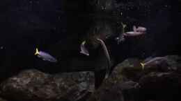 Video Tanganjika von !Fischkopf! (4vhbTaU1z-E)