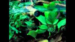 Video # Course of a Stream # Teil 3 von ehemaliger User (58FZouBbLVA)