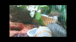 Video Caudopunctatus Nachwuchs von Nordic (5CjuE_rxcBg)