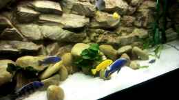 Video Malawi Tank 540L Vom 06.04.2010 von Thomas Fricke (5FrDKIyvMGA)