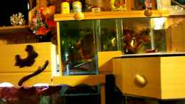 Video Aquariumanlage mit 3920 Liter 30.01.2011 von Ulrich Sauerhering (5IrTplyPxp8)