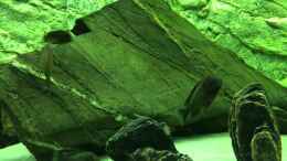 Video Ilangi von Niko Gröters (5J2foRnp4zk)