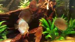 Video Diskusbecken von Christian Wittling (5LuDS3yNwjw)