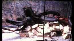 Video EB Big Buddies of S.A. Part 2 of 2 von GGuardiaNN (5SAle_T0iB8)