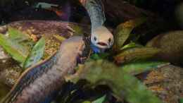 Video Chaana bleheri biotop  von Aqua fan (5SCVeL--7Rc)