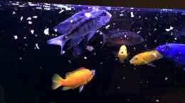 Video Malawi-Dream von flightsim (5VHqkmjL278)