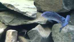 Video Mbunas in Sandsteinhöhlen von Volker Alms (5XOC609SjUw)