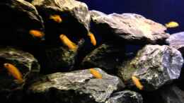 Video Die Saulosi sind eingezogen von Kunx (5_VClBBH94U)