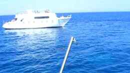 Video mehr Tümmler-Power von Falk (5dX9FTIp04w)