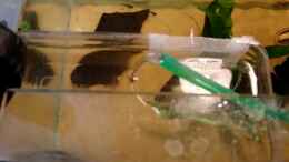 Video Aufzuchtsbecken von Make (5dsDcC20SbA)