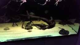 Video Amazonas-Freak  von Bernd N. (5nATf9aV-xE)