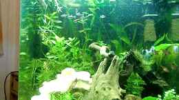 Video Südamerika Aquarium 150 liter von kili (5y72tOK7d-8)