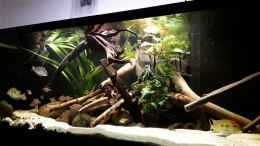 Video Becken ohne Guianacara von Fichte (5z1Y2Y22Y6g)