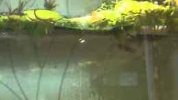 Video Asienbecken von m.k.b.1983 (626yIEAOYww)