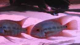 Video Video von einrichtungsbeispiele.de von Leo-FAN (69RFapwKKNo)