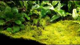 Video Hummel Krötchen beim Fressen von Junglist (6Avzasn8fyQ)