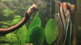 Video Rotrücken - Aquarium von Maguma (6MRaclXjoeE)