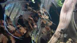 Video Stefan Pierdzig - Tauchgang im Rio Nanay - Teil 2 von ravaka (6O-jrZGfSuE)