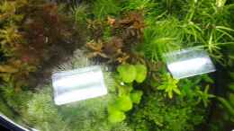 Video Pflanzenbecken von ehemaliger User (6XR43ySnuZw)