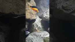 Video Backen ganz schön voll von Daniel Hausener (6bagwFf-Dg4)