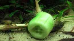 Video Cucumber, der Gurkenplanet! von ehemaliger User (6c6bSAWZ394)