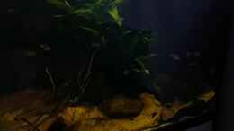 Video Regenwald Paludarium von ehemaliger User (6h4U52RH8TI)