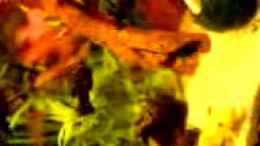 Video Meine Fische von Kordi (6lmrW1dRj6Q)