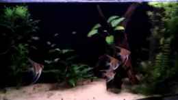 Video Rotrückenskalare von makirsch (6mJ8WQ67CYk)