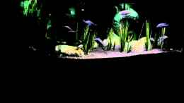 Video Abendstimmung in Tanzania von Der Schweizer (6tdurzhN57U)