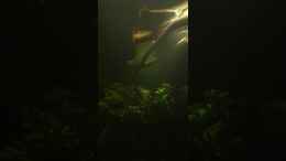 Video Amazonaseinblick von kellerkind (6wTbXyD32JE)