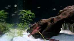 Video Ramirezi Jungfische von ehemaliger User (6wpy4zXZbTQ)