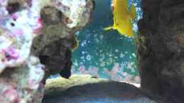 Video 300 Liter Miniriff von Patrick Fisch (6yXnjkmxlOU)