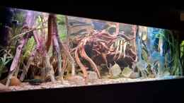 Video Amazonas Biotop von Agua viva (6zyaI1FxH2Y)