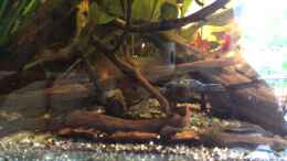 Video Südamerikapfütze von Jemafa (71KDis93bL0)