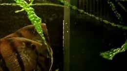 Video Meine Skalare von christian (72nuCAv6dbc)