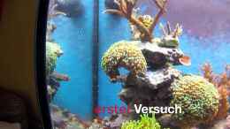 Video Korallenwächter hat hunger. von Björns aqua (73-OkzLj4FE)