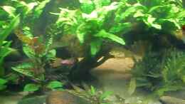 Video 576Liter Aquarium von ehemaliger User (79L8psv0GTQ)