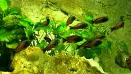 Video Tropheus Moliro von Ikolaner (7Hwk0i7-038)