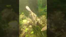 Video Skalare von parrots-of-fire.de (7NiYf9zxetk)