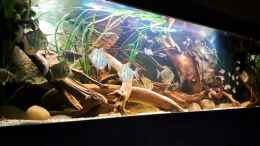 Video Amazon biotope aquarium von Agua viva (7Q_Si3as7gs)