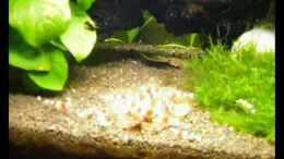 Video Red Bees Becken von Kim (7UiEvt_lNb0)