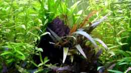 Video Homeland 23.05.2011 von Ray1975 (7WwajK5gIOA)