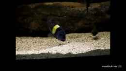 Video Tanganyika 720 CZ von martin4ever (7ZdFxI4FxNo)