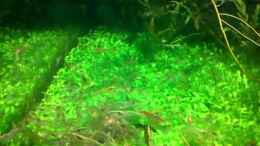 Video Rückenstrichgarnelen von @mazonas (7avzLqy2BDE)