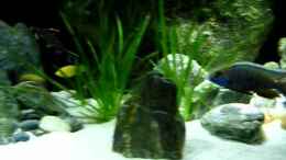 Video bunte Fische von Chris_R. (7e-ymKTHhGM)