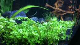 Video Pearling von Manuela (7iEBziFTLZc)