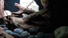 Video Biotop Aquarium Rio Paraguay 09/2018 von ehemaliger User (7iYYPaEWxkI)