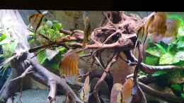 Video November 2019 Skalare von ravaka (7lQfQWYkXW4)